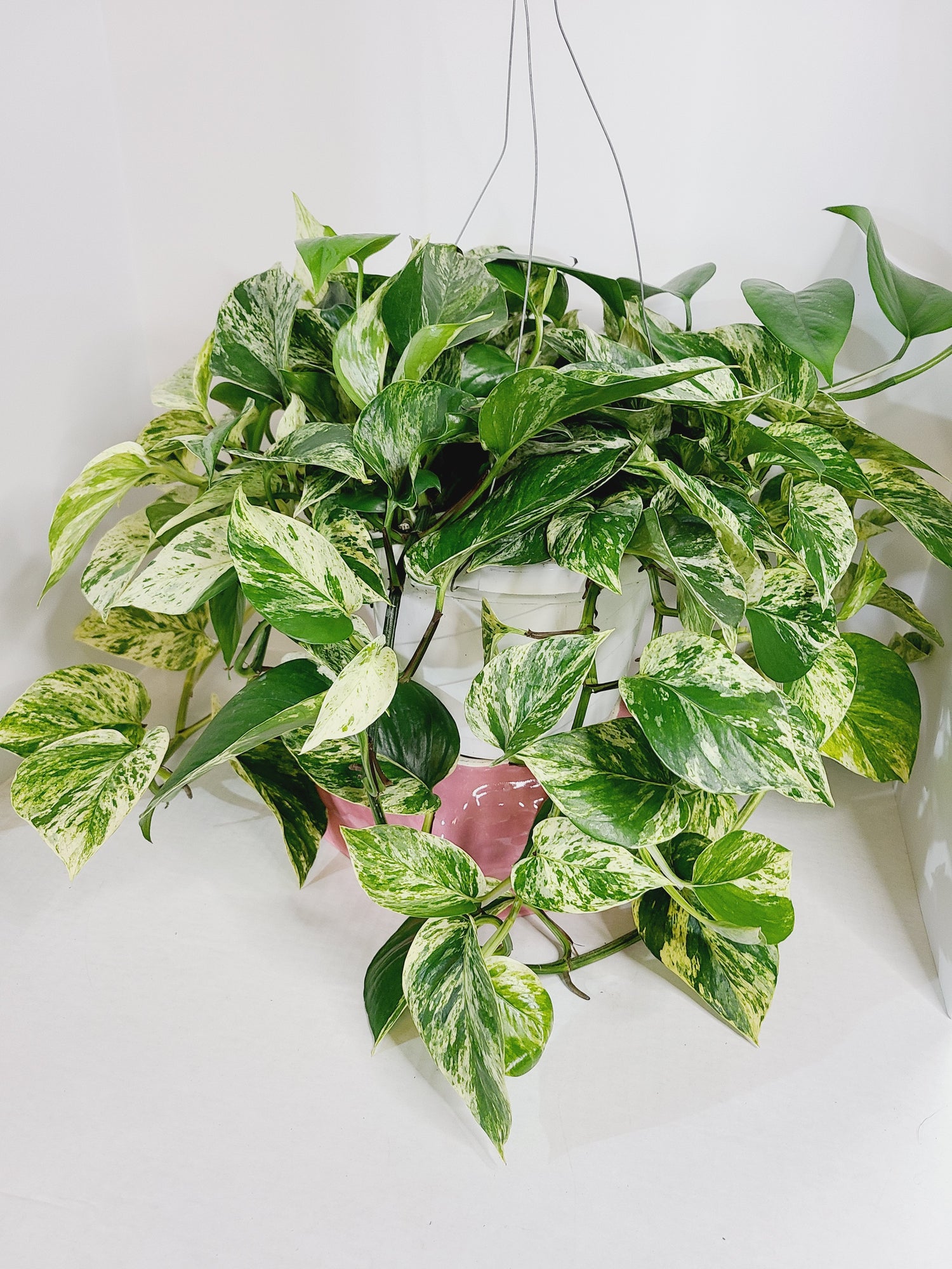 Hanging Baskets