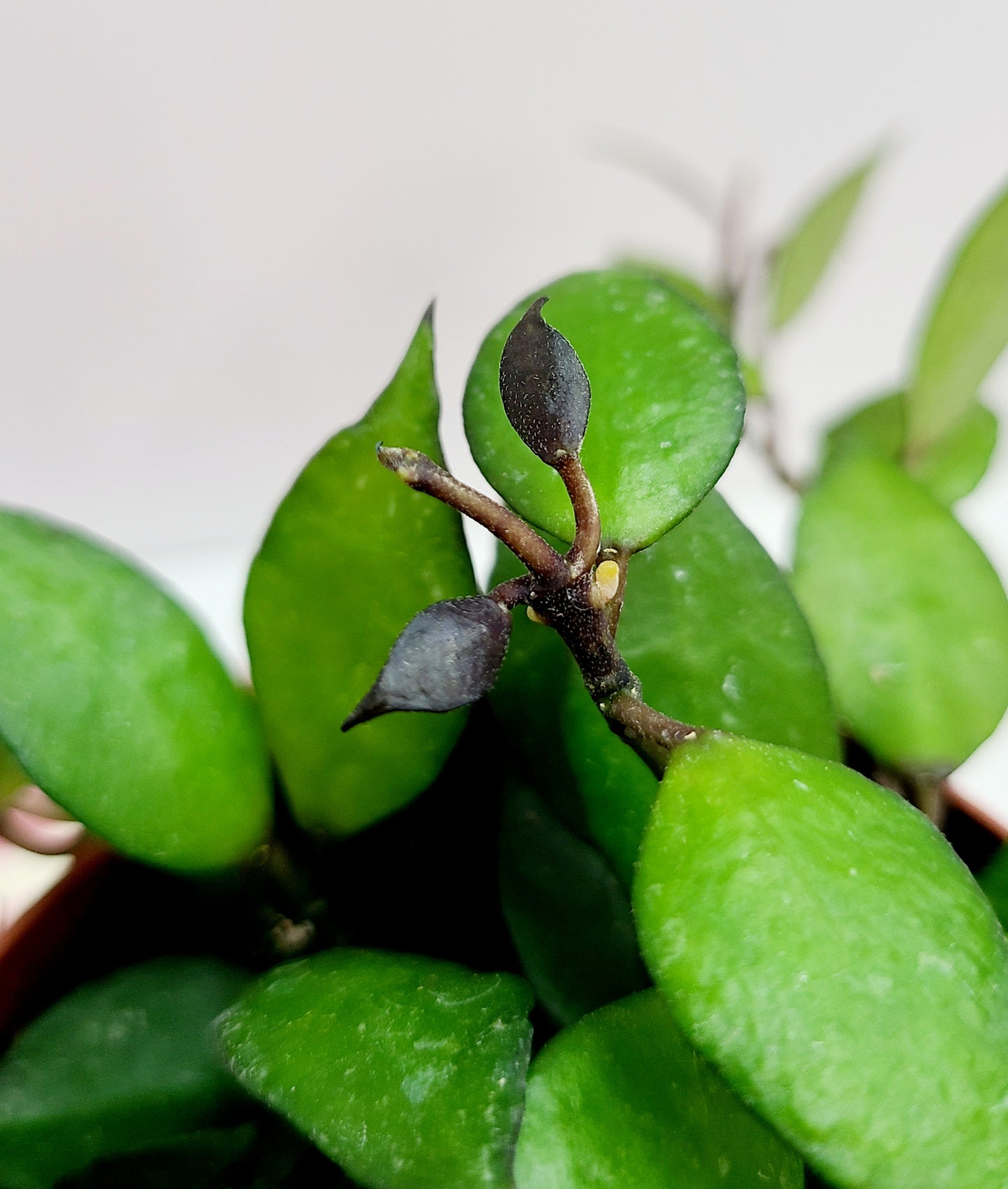 Hoya Krohniana, 4" pot