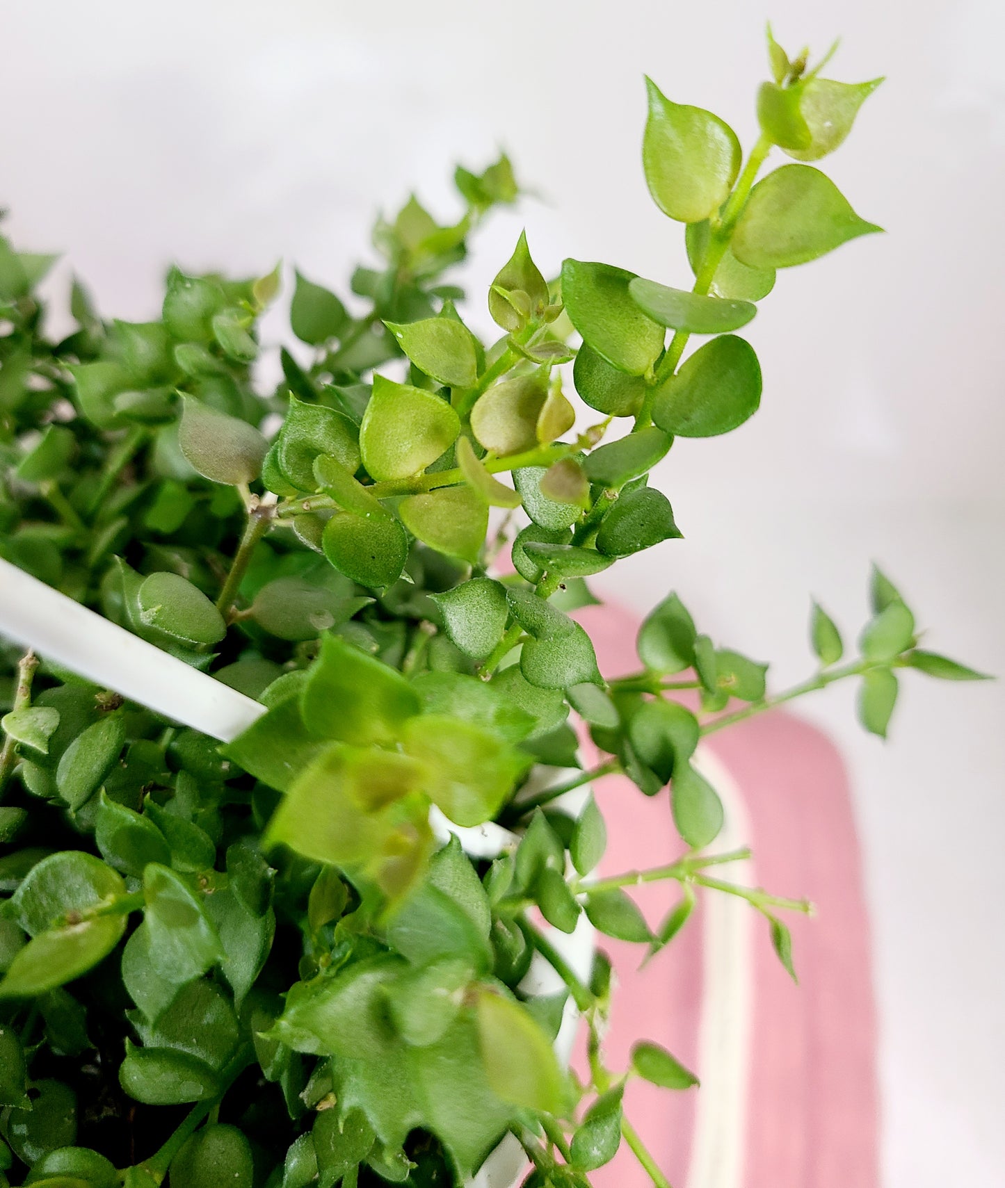 Dischidia Ruscifolia 'Million Hearts', 4.5" Hanging Basket