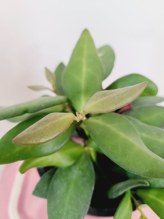 Hoya sp. aff. Burtoniae, 3" pot